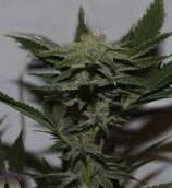 Purple Caper Seeds Krippy Kush