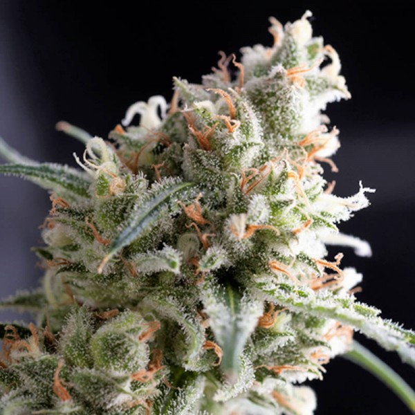 Kukulkan Pyramid Seeds Cannabis Strain Info