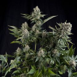 White Widow CBD (Pyramid Seeds) :: Cannabis Strain Info