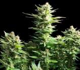 Quebec Cannabis Seeds Amnesia Haze