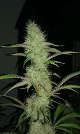 Quebec Cannabis Seeds Quebec CBD 20-1