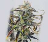 Rare Dankness Seeds Jenny Kush