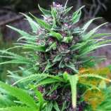 Real Gorilla Seeds Freezland IBL S1