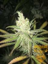 Real Gorilla Seeds Lemon Drizzle