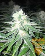 Real Gorilla Seeds Sour Orange Diesel