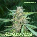 Rebel Seeds Amnesia Haze