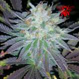 Red Bee Seeds OG Space Ghost
