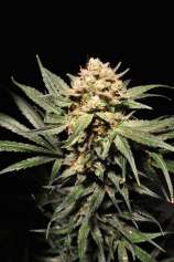 Reefermans Seeds Sour Pink Kush Autoflowering