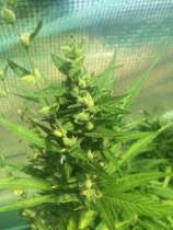 Reefermans Seeds Thai Panic