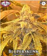 Riot Seeds Bluperskunk