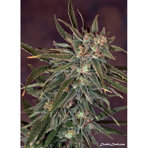 Holy Chocolate Dawg (Riot Seeds) :: Cannabis Strain Info