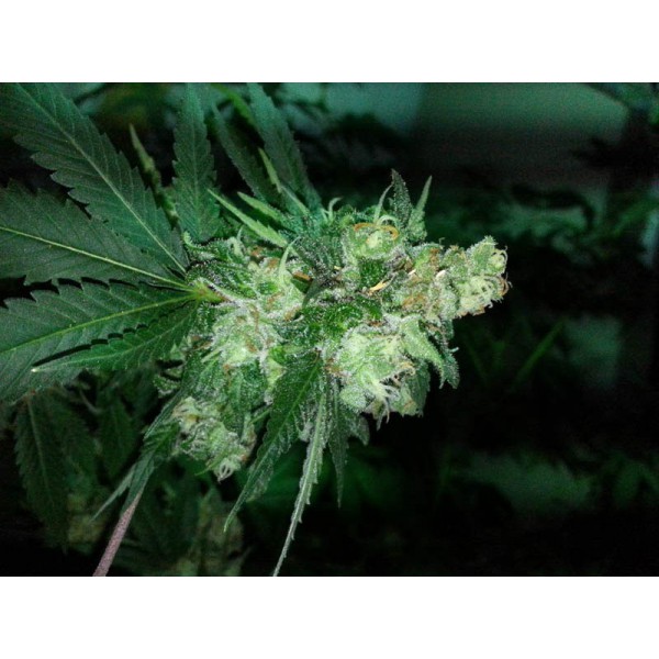 Platinum Banana Cookies (Riot Seeds) :: Cannabis Strain Info