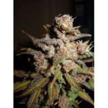 Riot Seeds Red Apollo 710