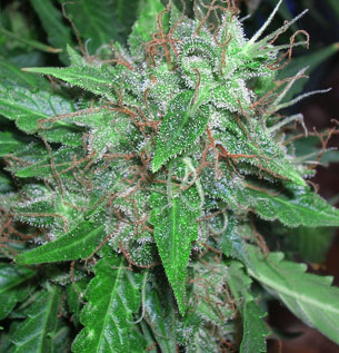 White Dwarf (Riot Seeds) :: Cannabis Strain Info