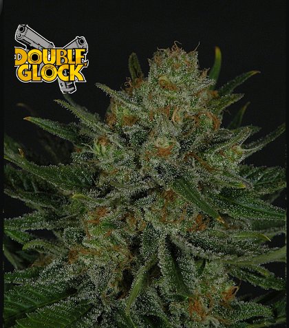 Double Glock (Ripper Seeds) :: Cannabis Strain Info