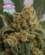 Ripper Seeds Grapegum