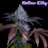 Romulan Genetics Mellow Kitty