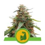 Royal Queen Seeds HulkBerry Automatic