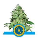 Royal Queen Seeds Joanne's CBD