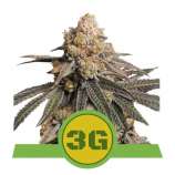 Royal Queen Seeds Triple G Automatic