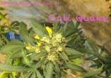 SappFire Seeds Cali Quake