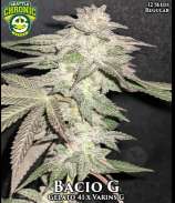 Seattle Chronic Seeds Bacio G