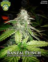 Seattle Chronic Seeds Banzai Punch