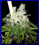 Seattle Chronic Seeds Doobie Howser