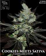 Second Generation Genetics Cookies Meets Sativa