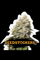 SeedStockers Bruce Banner