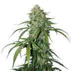 CBD 1:1 Silver Lime Haze (SeedStockers) :: Cannabis Strain Info