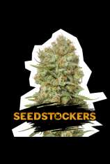 SeedStockers Green Crack