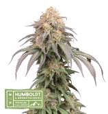 SeedStockers Mandarin Panties Auto