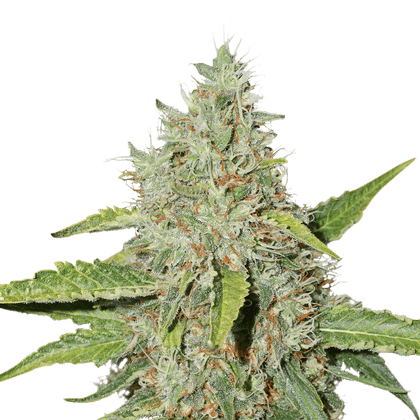 Northern Lights Autoflower (SeedStockers) :: Cannabis Strain Info