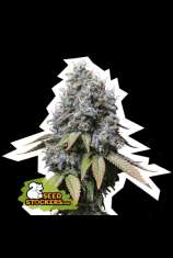 SeedStockers Sour Diesel