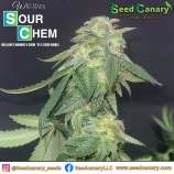 Seed Canary William's Sour Chem