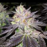 Seed Junky Genetics Wedding Cake Bx1