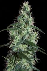 Seedmakers Seeds Critical