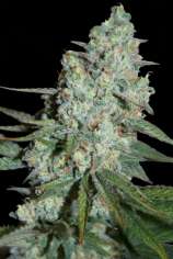 Seedmakers Seeds Wonder Skunk