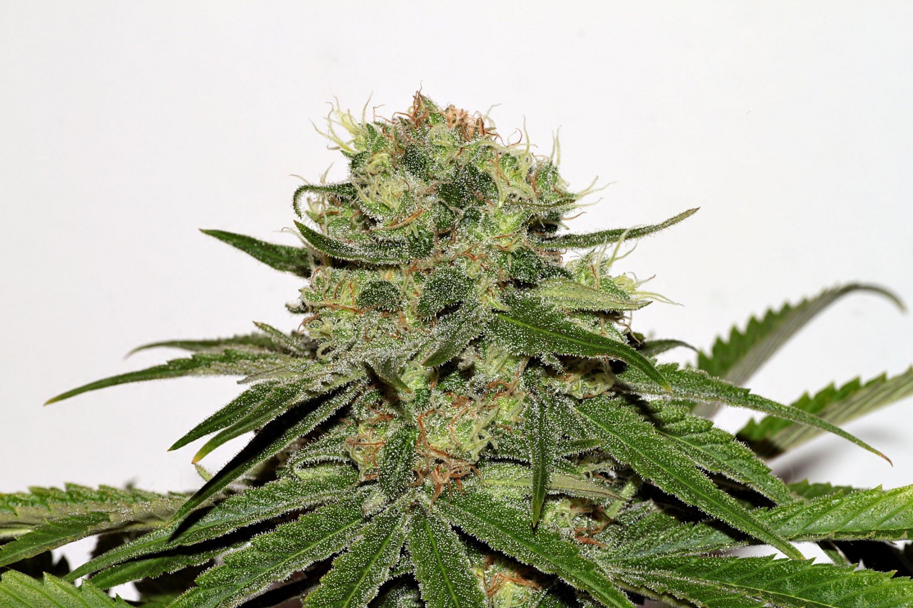CBD Critical Mass (Seedsman) :: Cannabis Strain Info