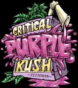 Seedsman Critical Purple Kush