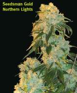 Seedsman Northern Lights