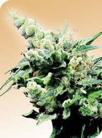 Hash Plant (Sensi Seeds) :: Cannabis Strain Info