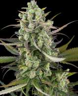 Sensi Seeds Headband Kiwi Automatic