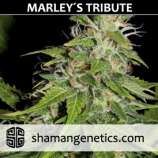 Shaman Genetics Marley's Tribute
