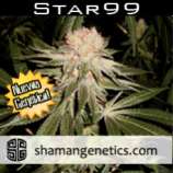 Shaman Genetics Star 99