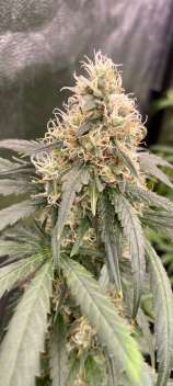 Shangri-La Genetics Black Magic