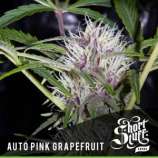 Short Stuff Seedbank Auto Pink Grapefruit