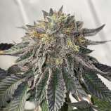 Shuga Seeds Gary El Celoso