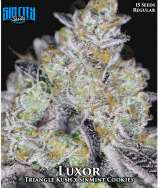 Sin City Seeds Luxor